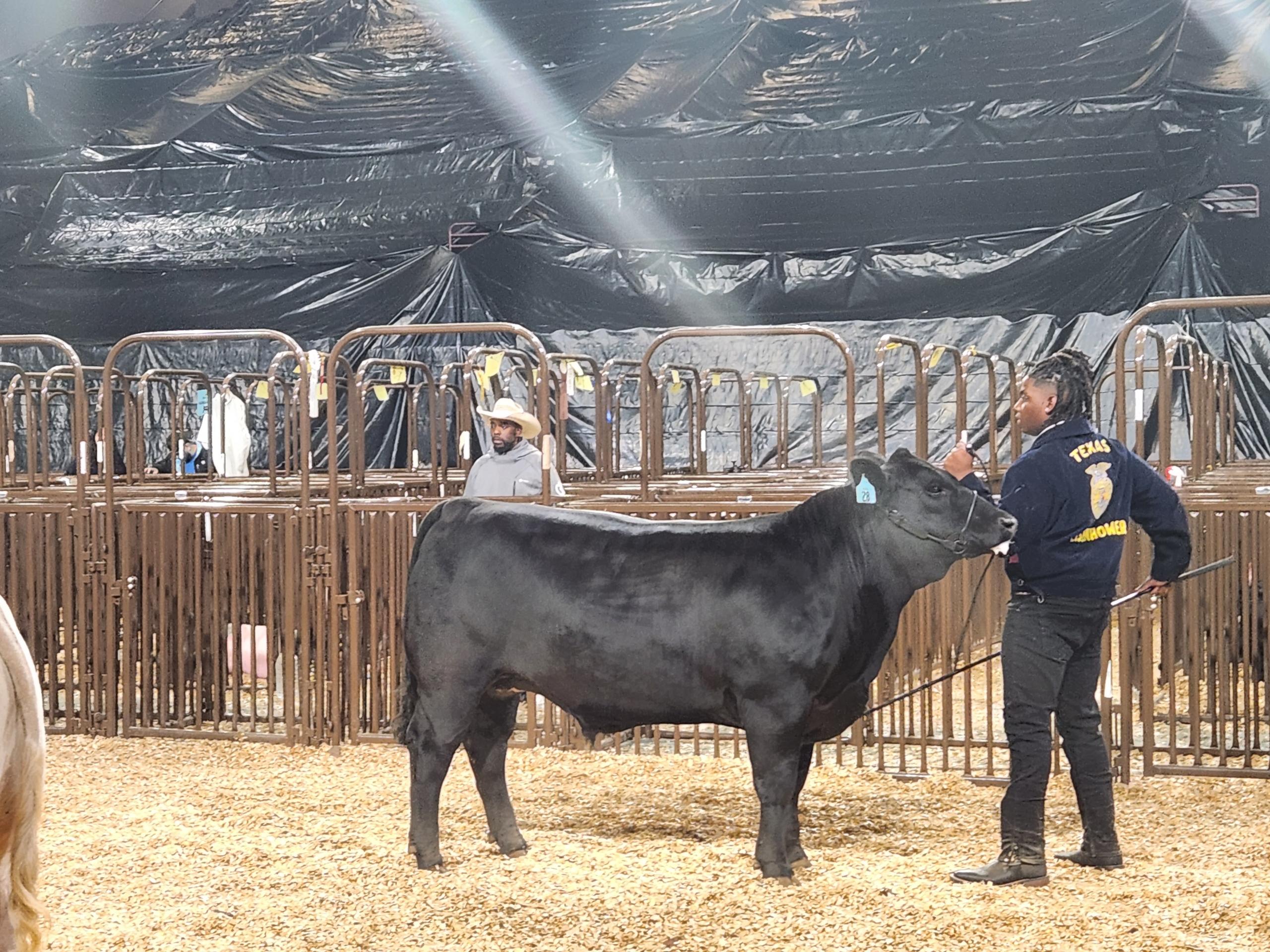 Livestock-Show-Joshua-1