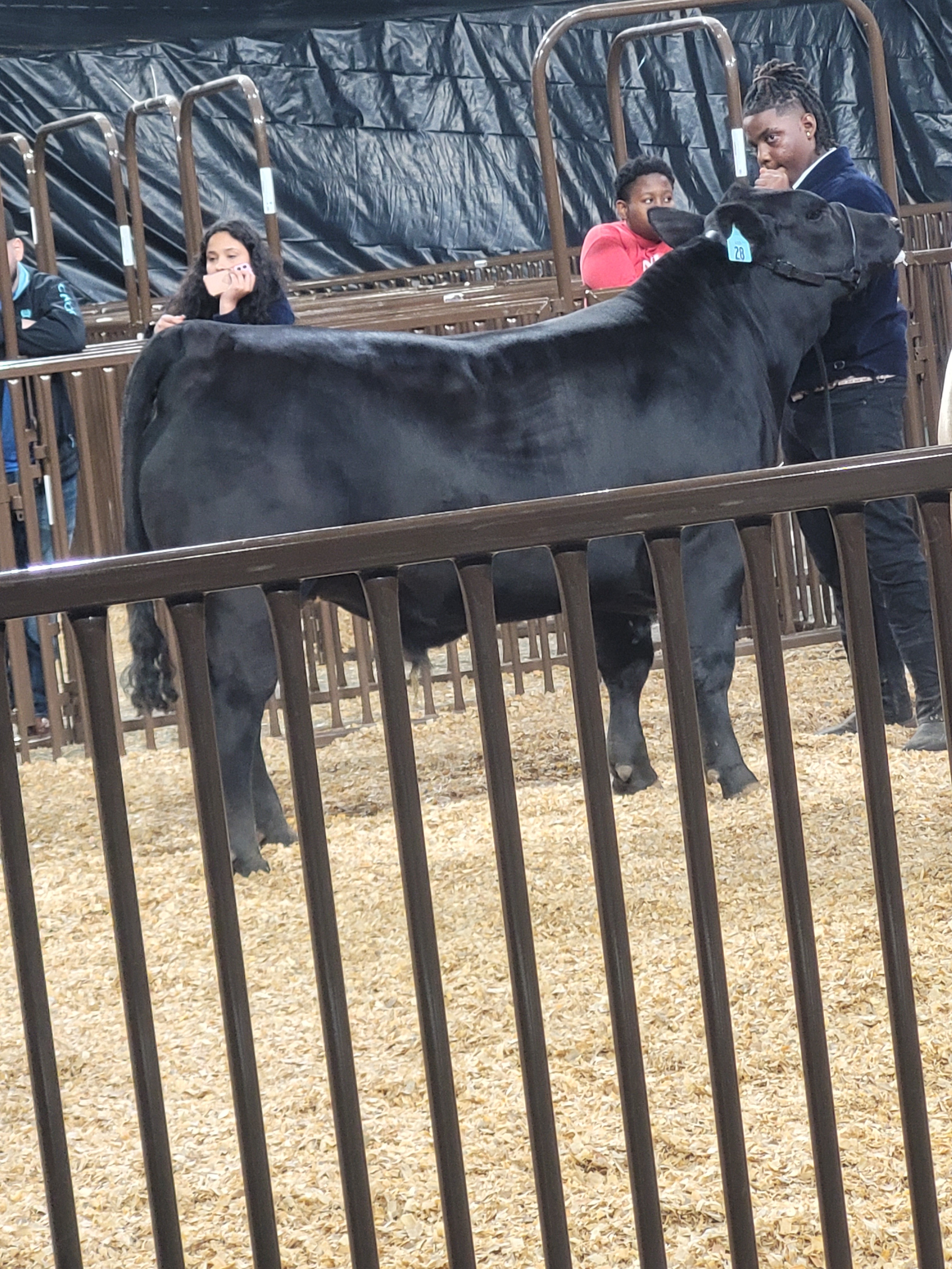 Livestock-Show-Joshua-3