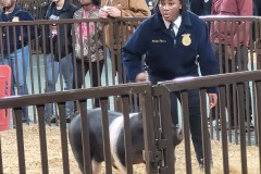 Livestock-Show-Jordan-2