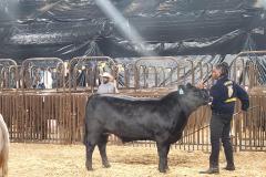 Livestock-Show-Joshua-1