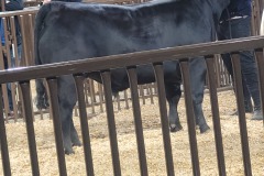 Livestock-Show-Joshua-3