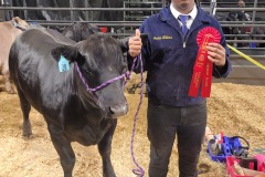 Livestock-show-Joshua-2